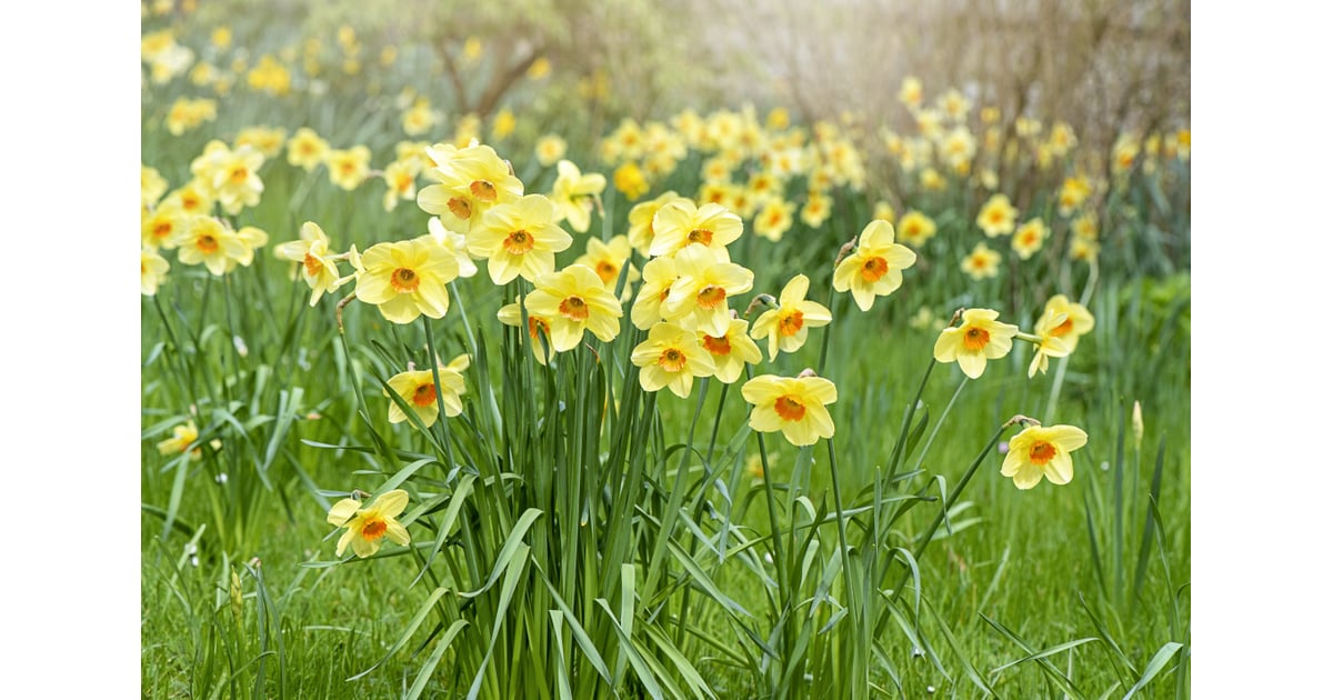 Daffodils Which Plants and Flowers Are Poisonous or Toxic to Cats