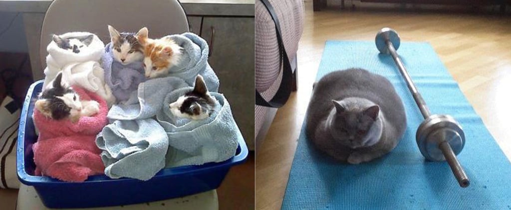 Emergency Kittens Twitter