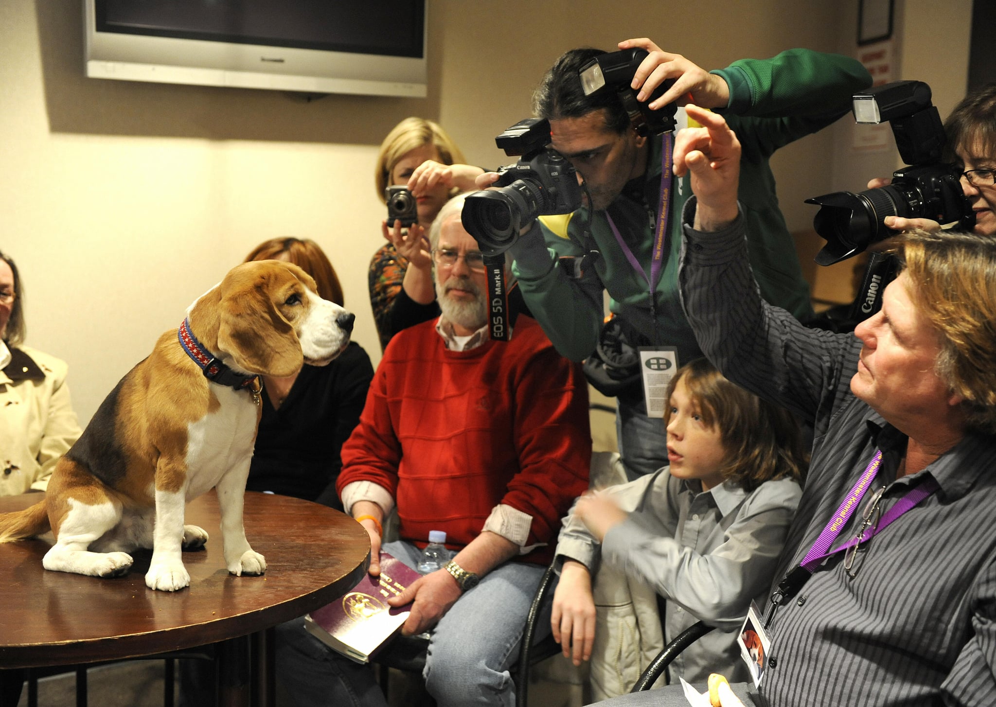 Cute Dogs From Behind-the-Scenes at the 2009 Westminster Kennel Club Dog Show ...