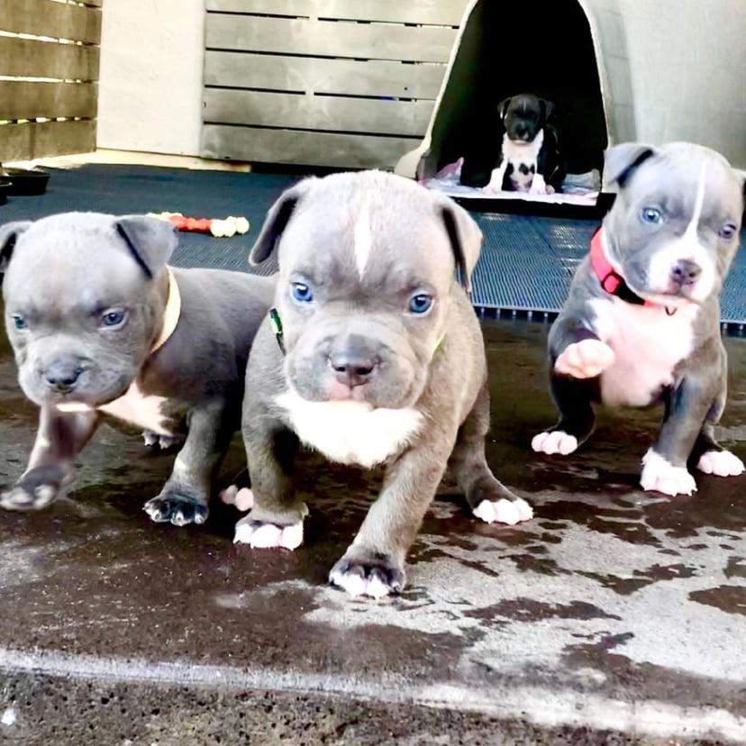 pitbull dog blue nose baby