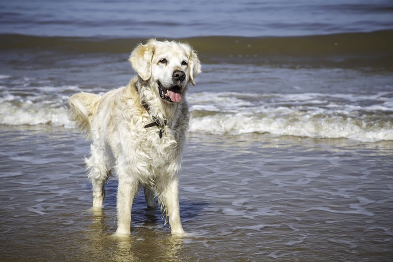 英国的金毛猎犬