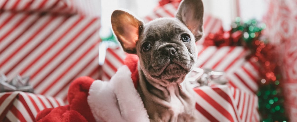 Trader Joe's Advent Calendar For Dogs