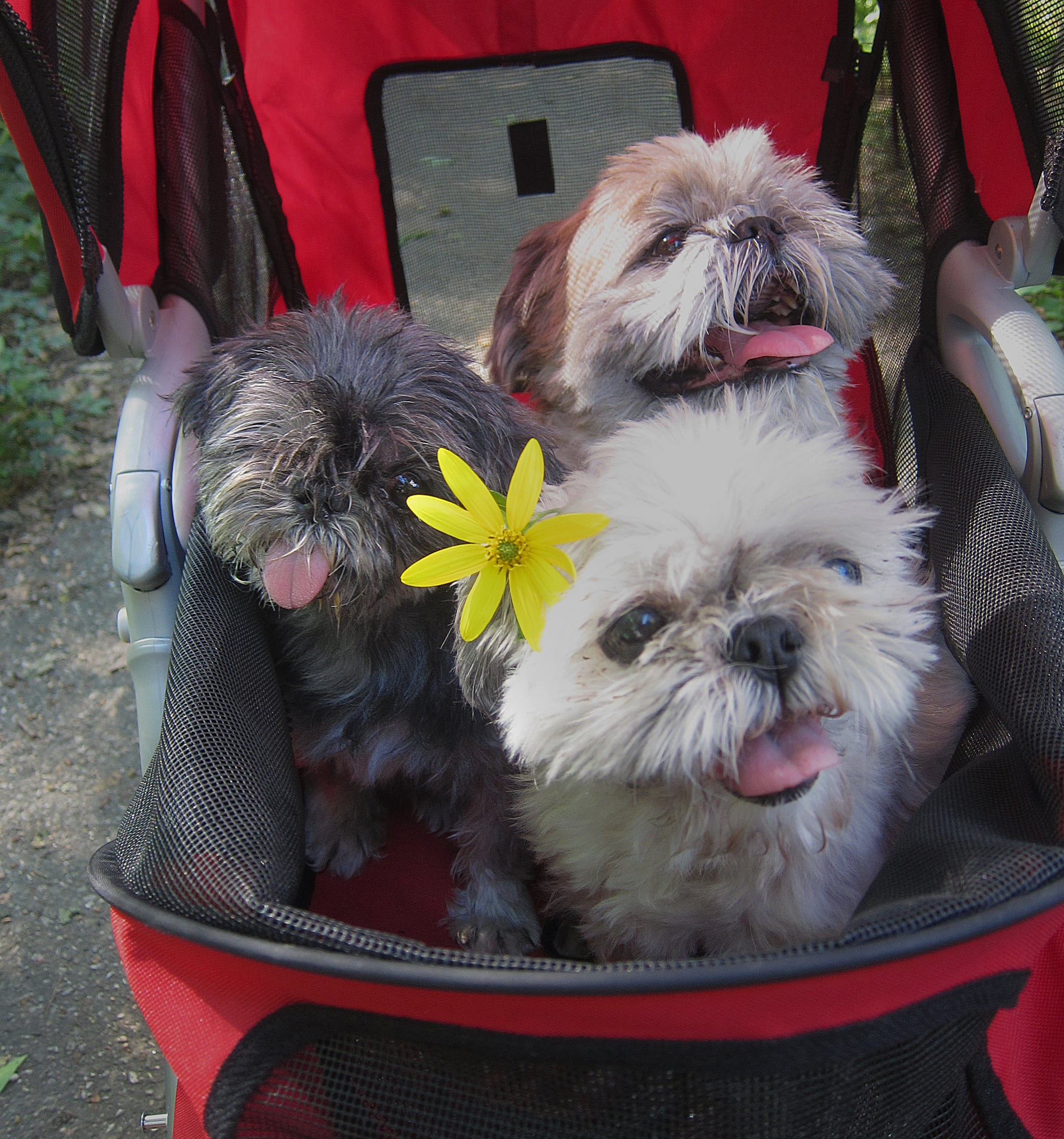 pushchairs for dogs