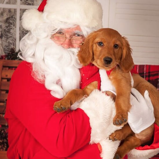 Pictures of Dogs With Santa