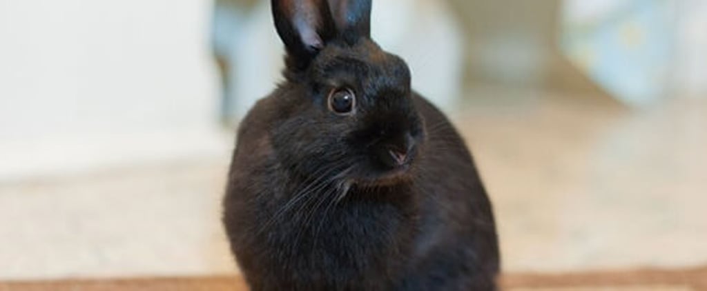 Rescued Bunny up For Adoption