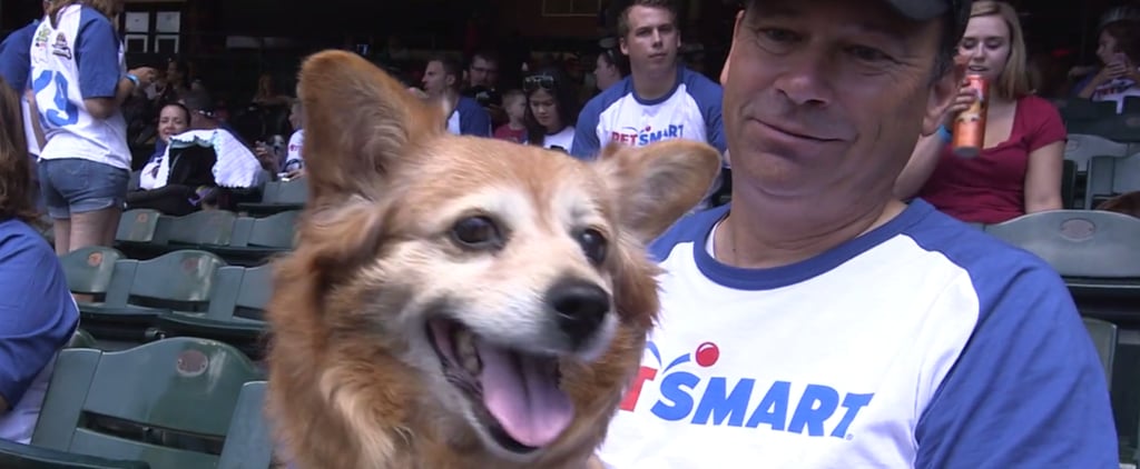Diamondbacks Attempt World Record For Dogs in Attendance