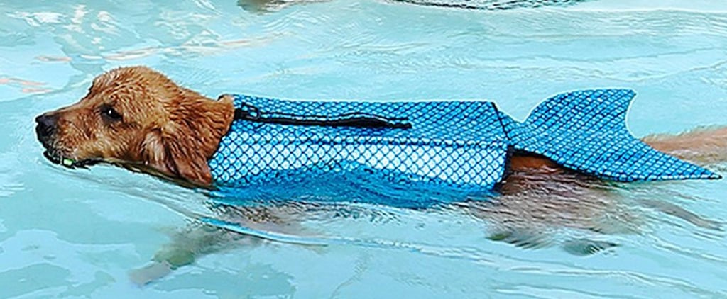 Shop These Mermaid Life Jackets For Dogs