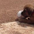 Abandoned Puppy Finds a Job AND a New Family at a Baseball Stadium
