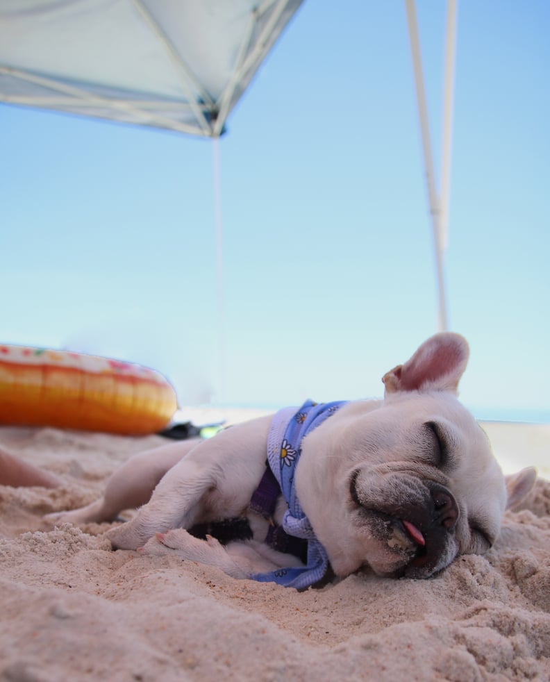 This Frenchie, who saved up all his sick days for a beach vacation.