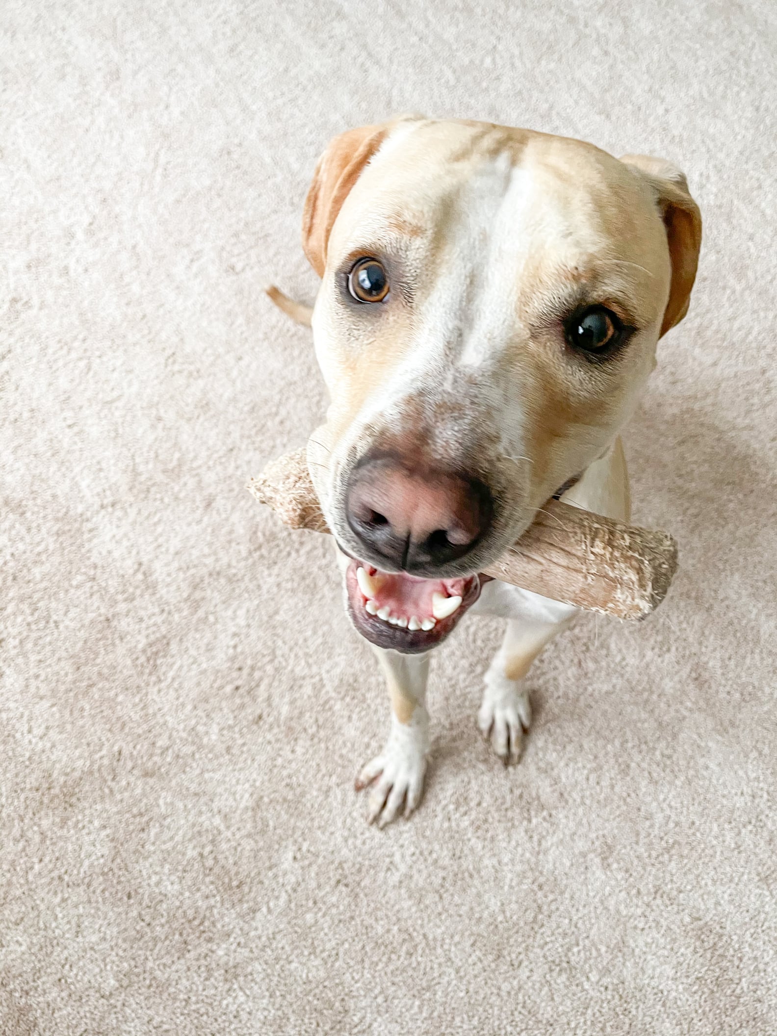 Why My Dogs Love the Petstages Dogwood Chew Toy Review POPSUGAR Pets