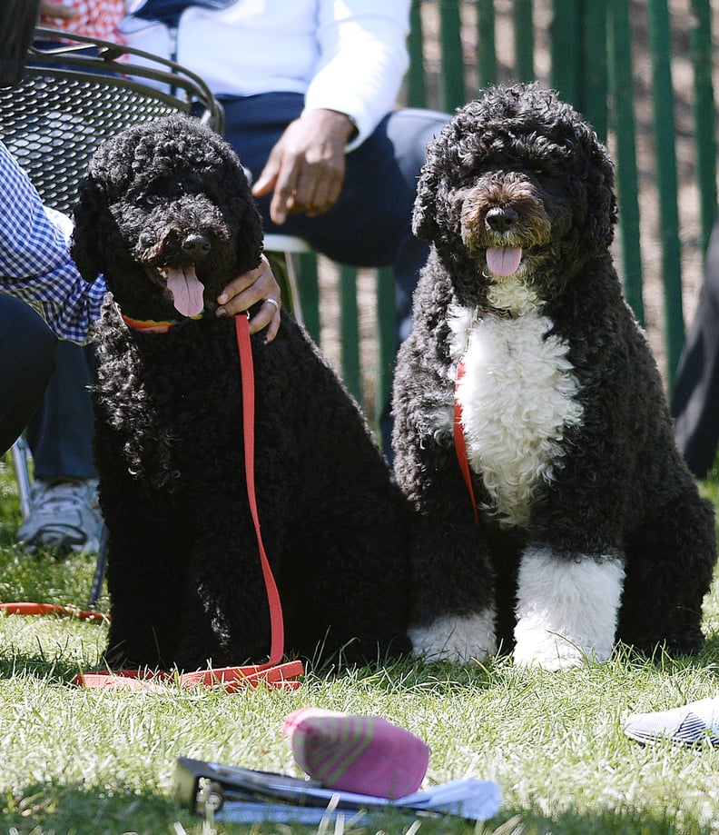 Sonny and Bo were very cute spectators.