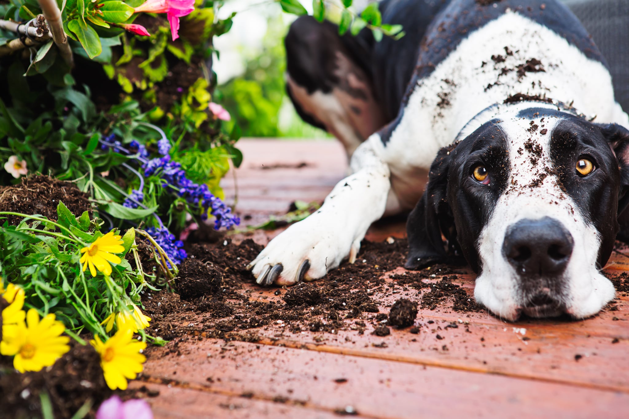 Dogs Cats And Other Pets These 40 Adorable Pics Of Great