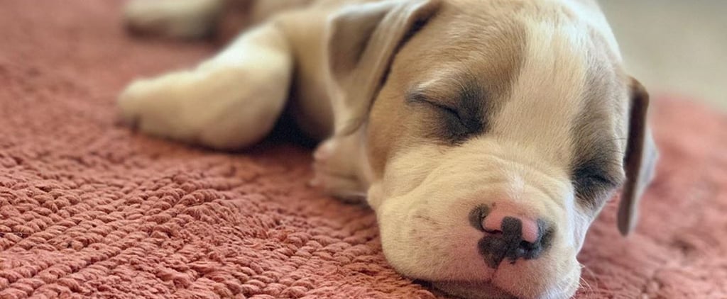 Cute Pictures of Pit Bull Puppies