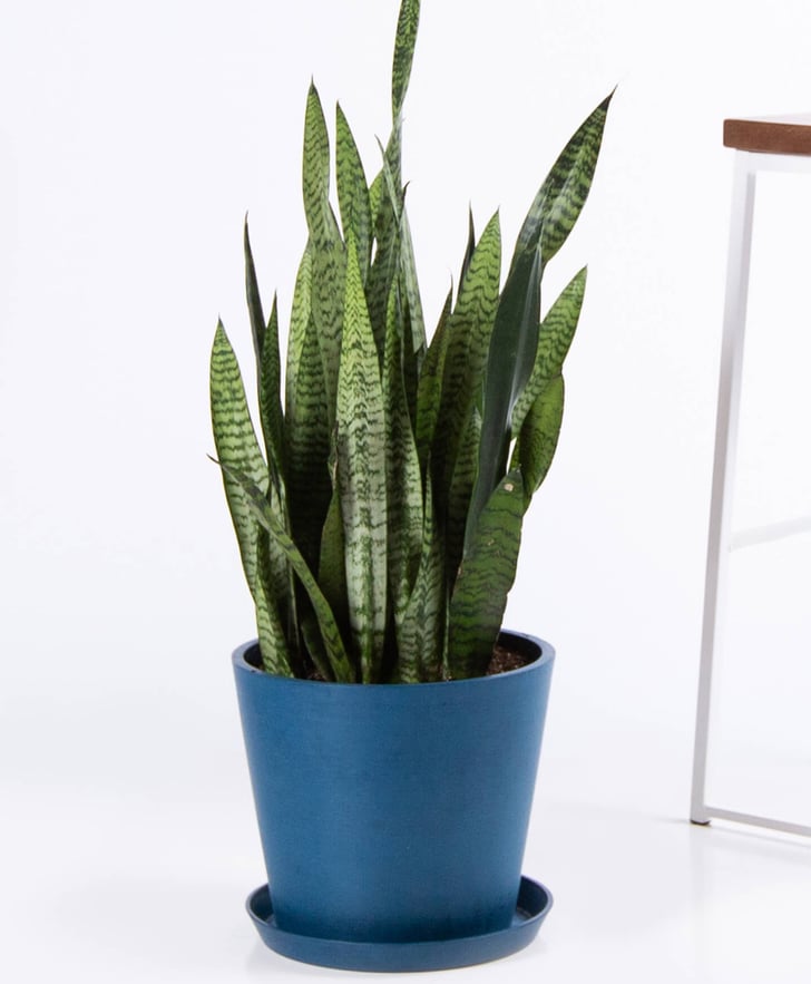 3-Foot Potted Snake Plant | The Best Indoor Houseplants ...