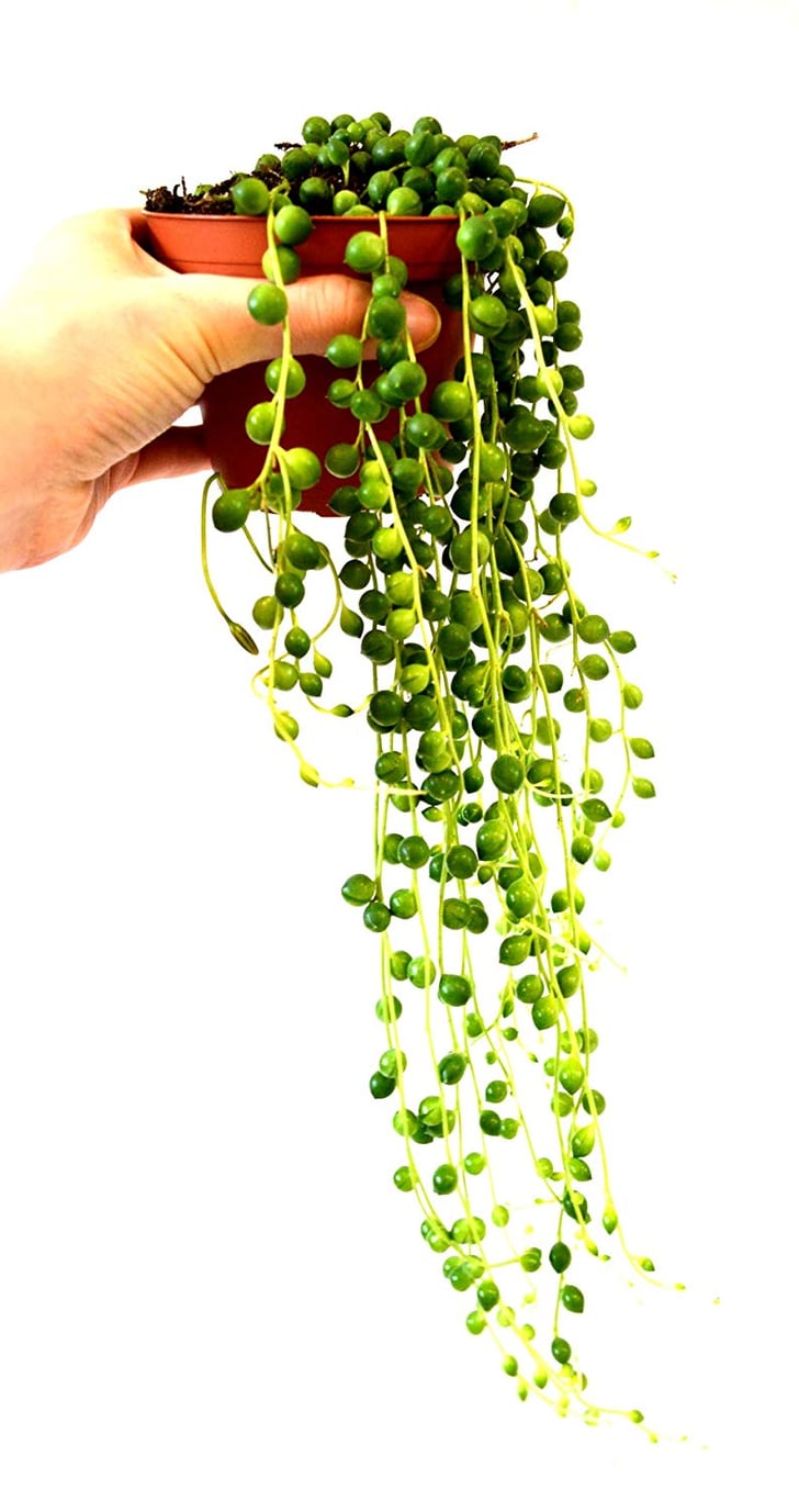 String of Pearls Best Indoor Hanging Plants POPSUGAR Home UK Photo 43