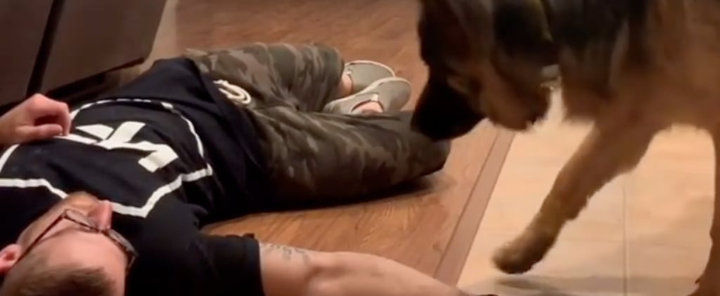 Please Appreciate a Golden Retriever and German Shepherd's "Conversation" About Helping Their Human