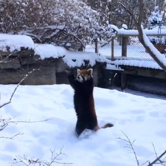 Red Pandas Playing in the Snow