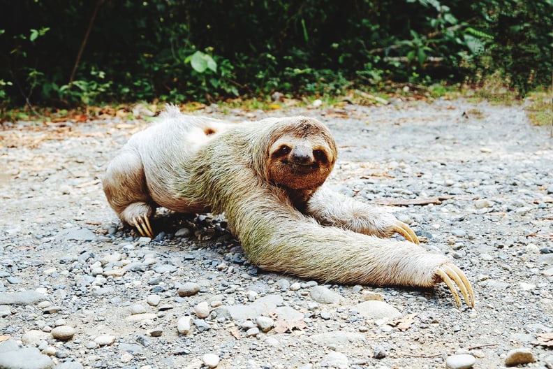 Hug a Sloth in Costa Rica