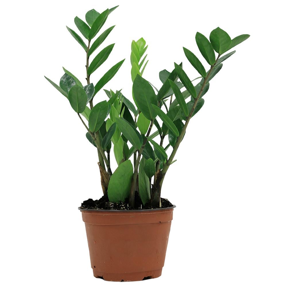 ZZ Plant