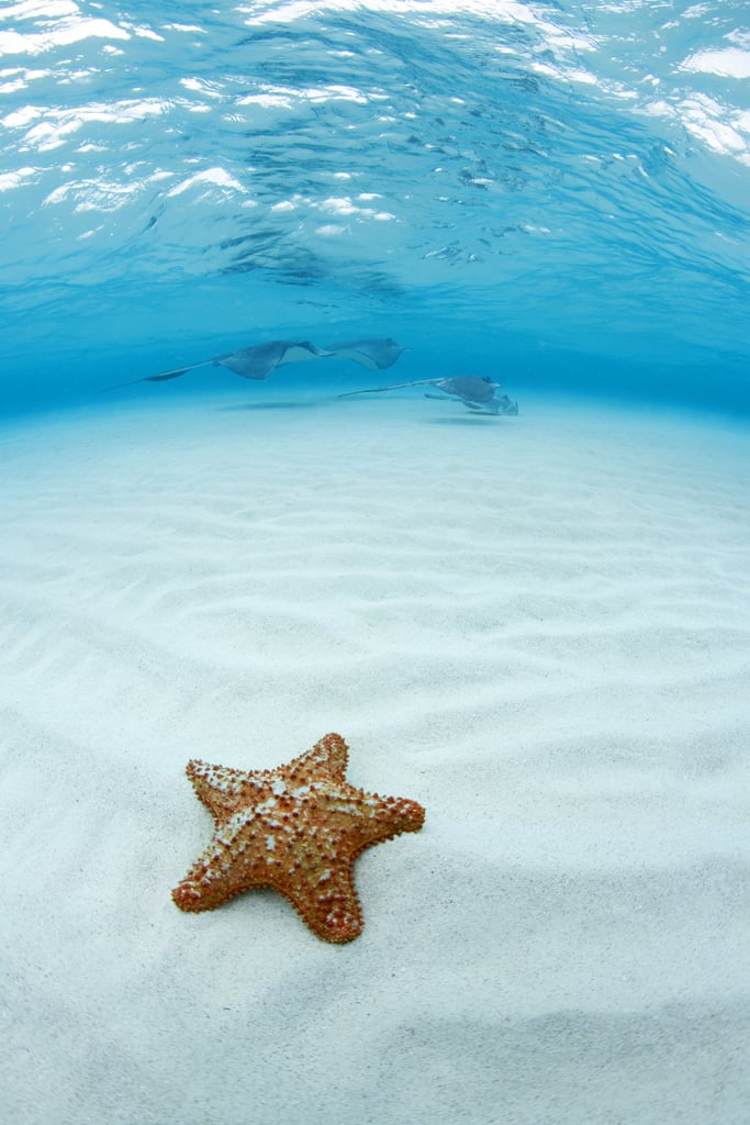 You Can Hang With Starfishes at Starfish Point