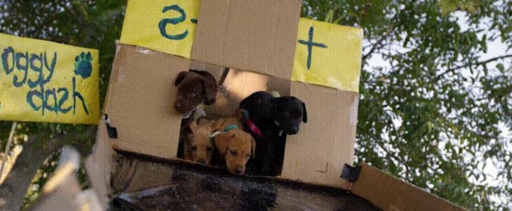 Puppy Obstacle Course GIF