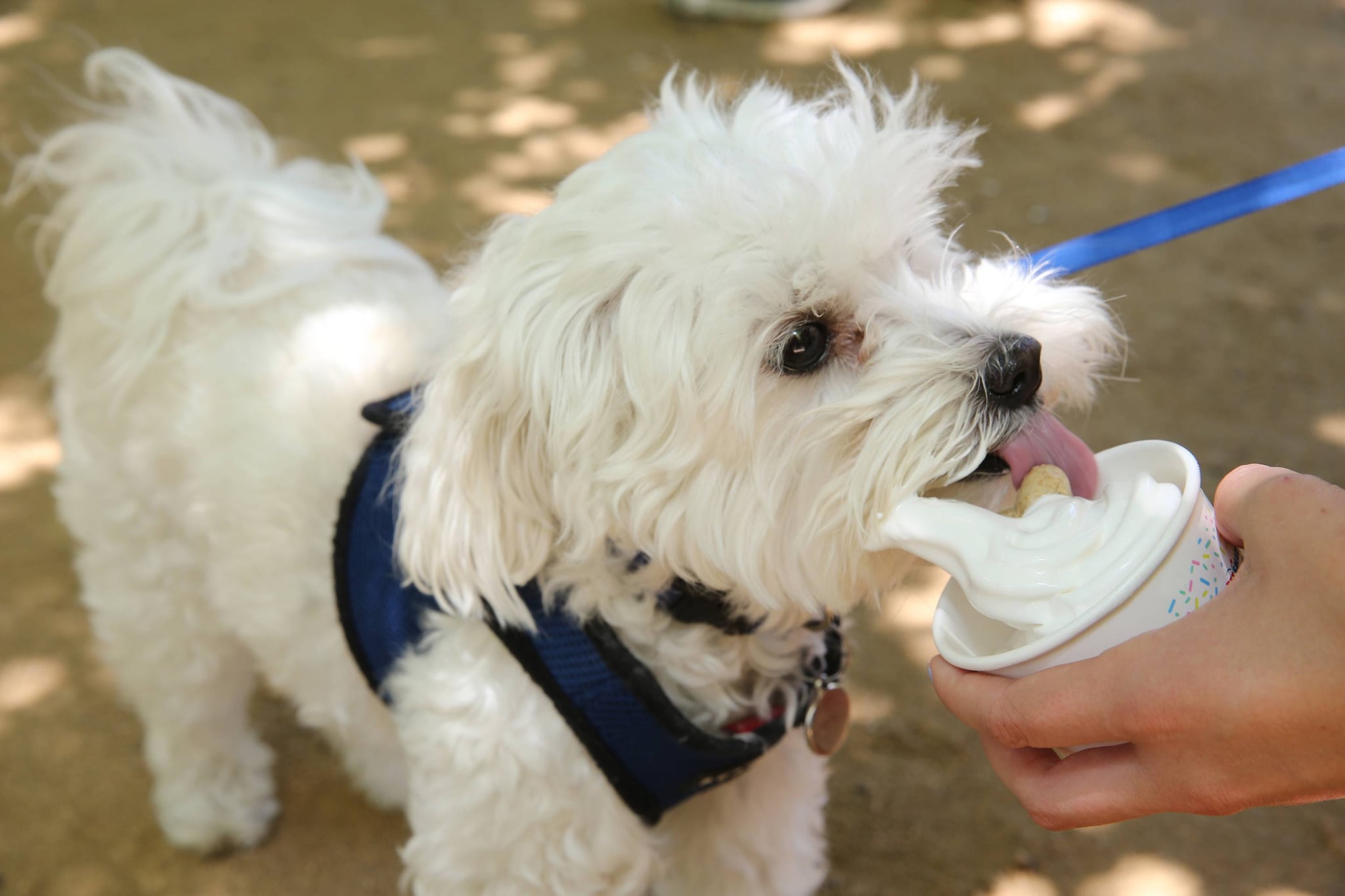Does Petsmart Sell Dog Ice Cream