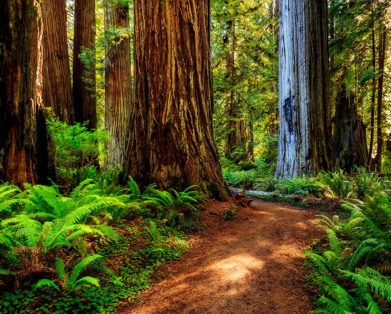 California's Redwood Coast