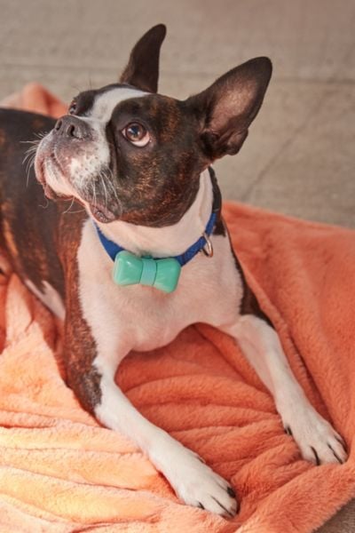 WonderWoof Bow Tie Dog Activity Tracker