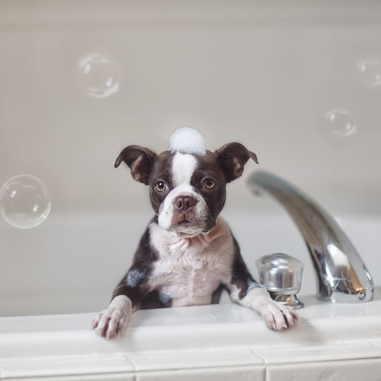At-Home Dog Grooming Tips