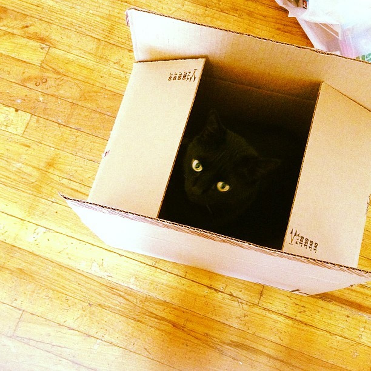 Cats in Cardboard Boxes POPSUGAR Pets