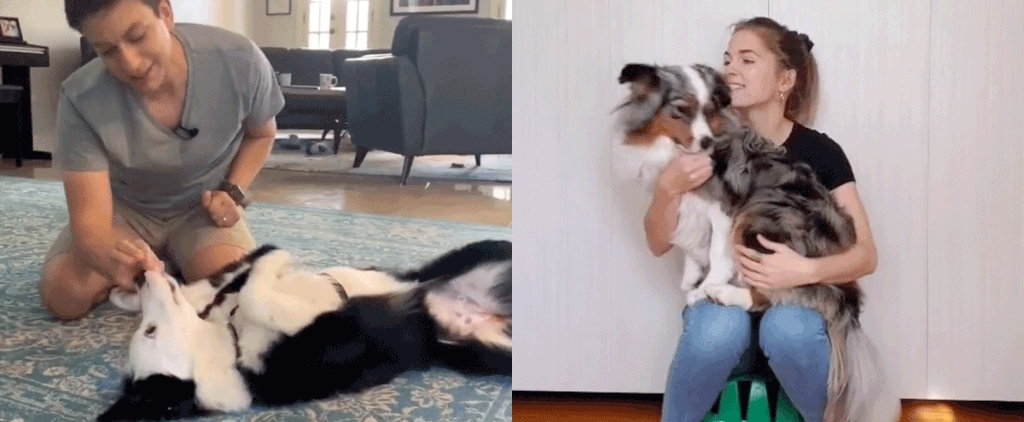 20 Super-Easy Dog Trick Training Tutorials From TikTok