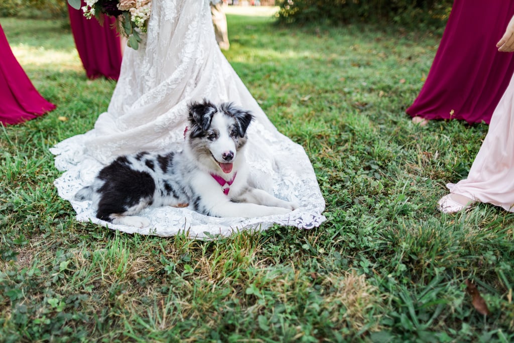 Dogs in Weddings