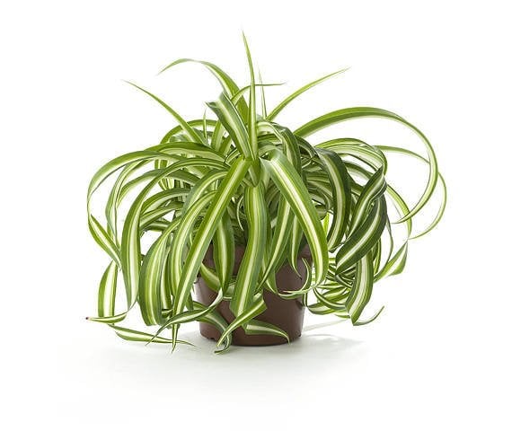 Spider Plant