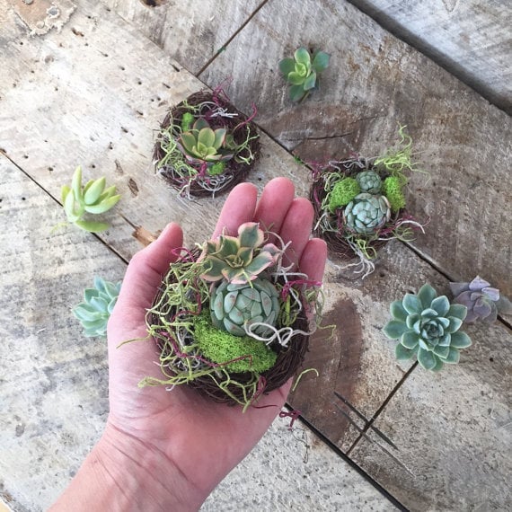 succulent bird nest