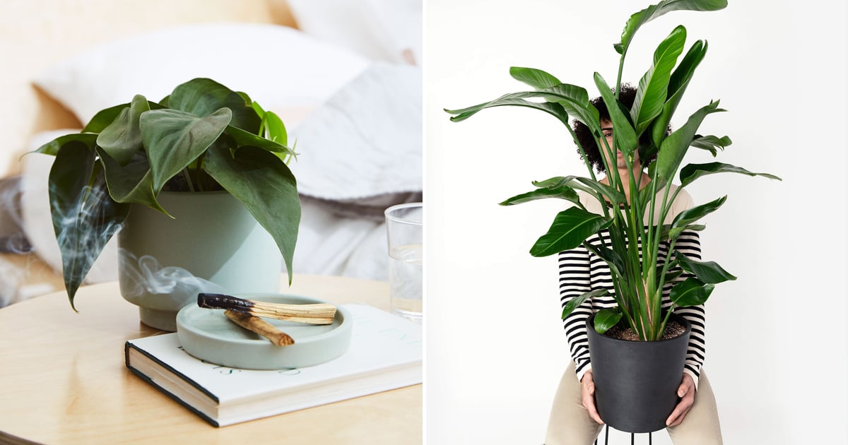 Best Indoor Plants For Dorms POPSUGAR Home