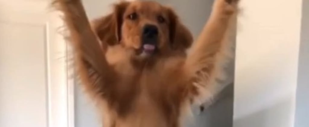 Video of a Golden Retriever Giving Its Owner Her Paw