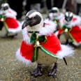 Watch These Santa Penguins on Parade to Put You in the Christmas Spirit