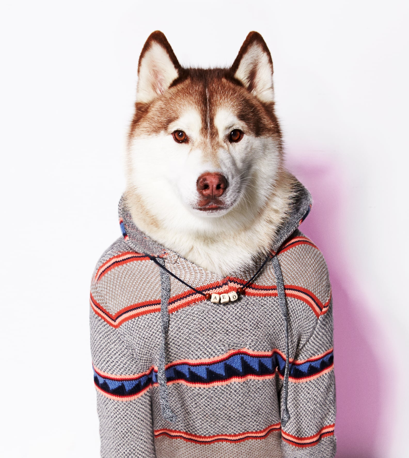 American Eagle Dog Clothes Line POPSUGAR Fashion