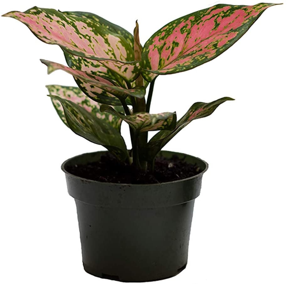 Chinese Evergreen Plant