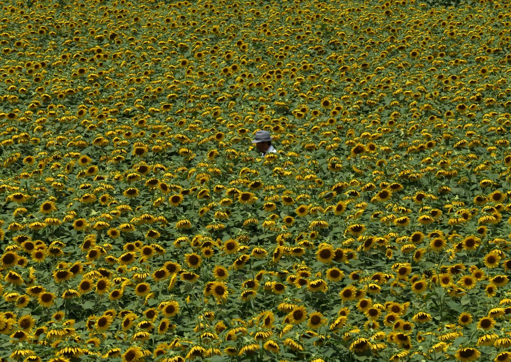 Sea of Sunflowers