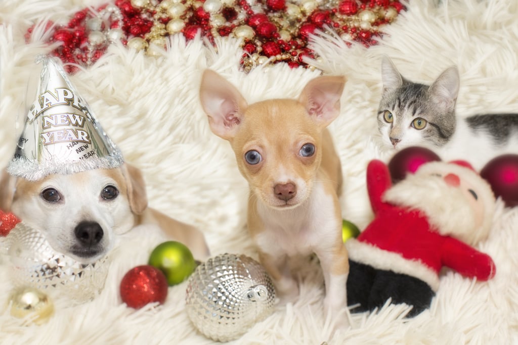 Happy Holidays From These Christmas Pets