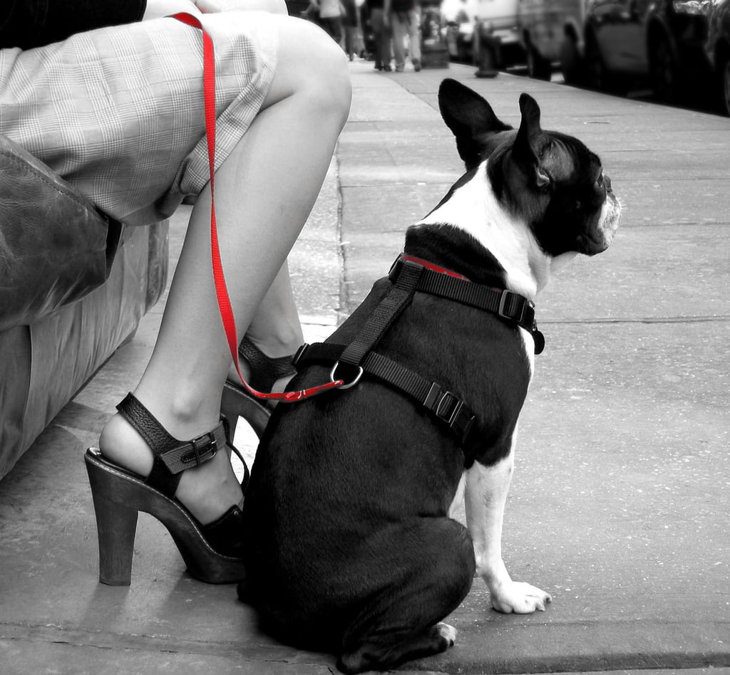 Dog Etiquette