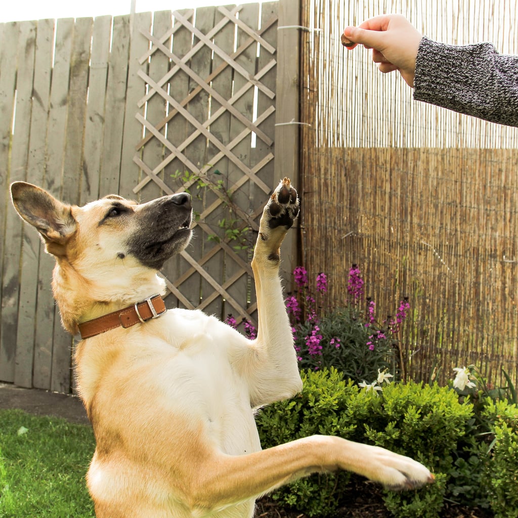 German shepherd training store treats