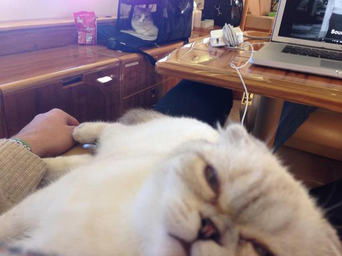 Pictures of Taylor Swifts Cats | PS Pets