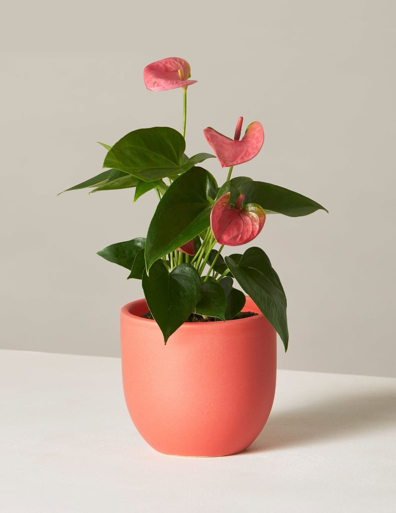 Anthurium