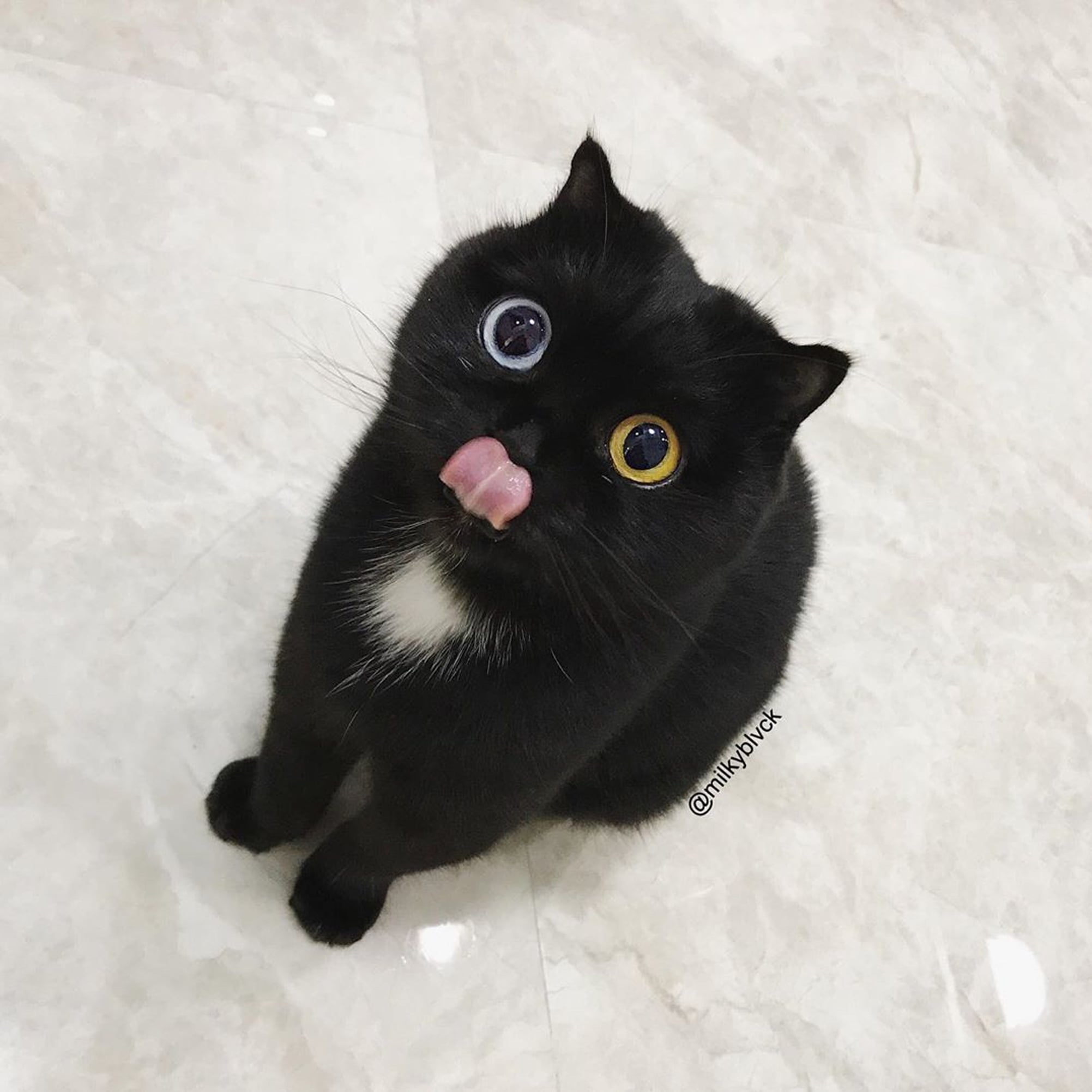 Pictures Of Milk The Cat With 2 Different Color Eyes Popsugar Pets