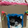 Your Cat Will Be Endlessly Entertained by This DIY Cardboard Playhouse!