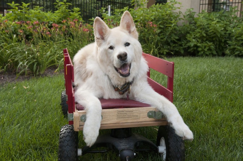 The dog that needed love from everyone
