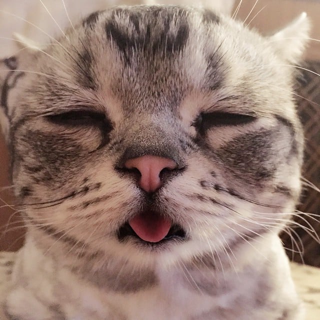 Saddest Cat on the Internet | Pictures