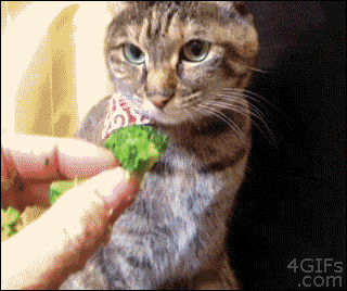 She doesn't deserve the broccoli. | Animals Causing Trouble GIFs | POPSUGAR Tech Photo 10